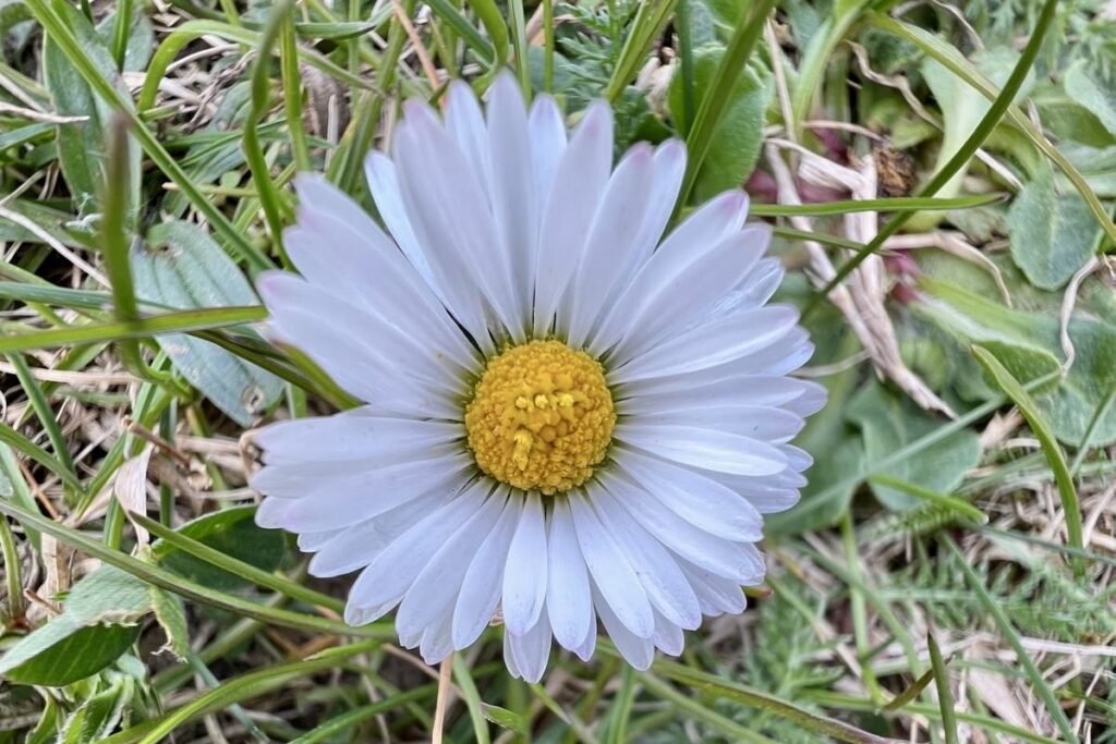 Gänseblümchen im Gras — Symbol für Reinheit, Neuanfang und Lebensfreude. Fördert die Herzöffnung und innere Balance.