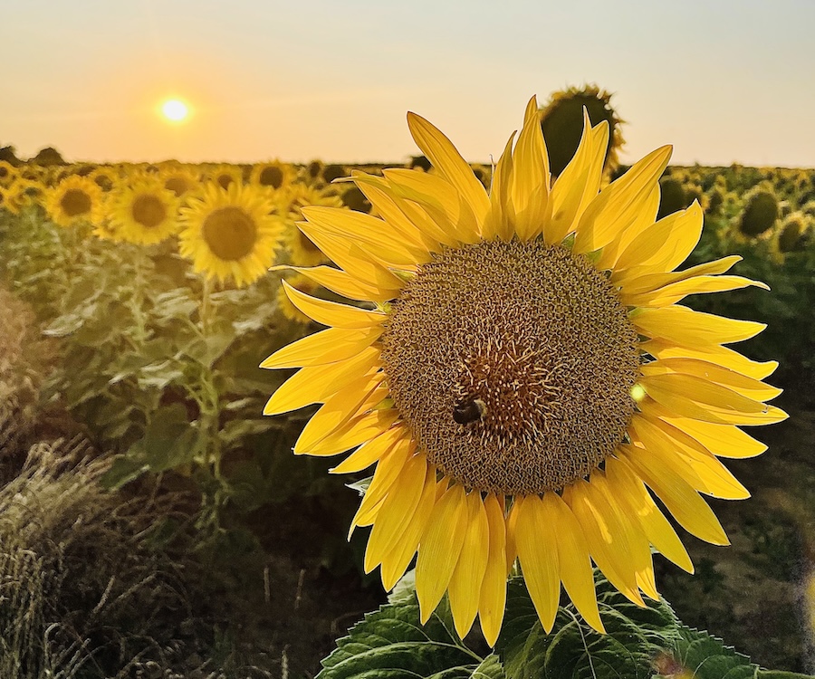 Sonnenblume im warmen Abendlicht — Symbol für Lebensenergie, Energetikerin in Wien